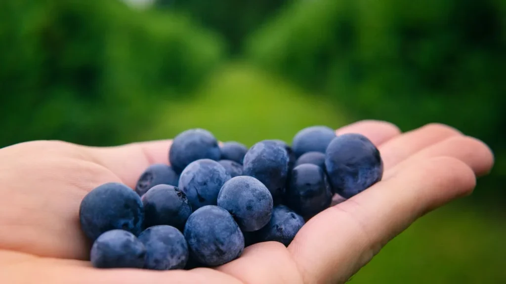 blueberries